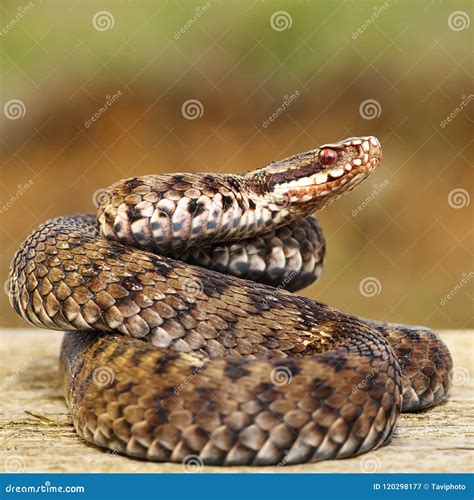 Common European Adder On Wood Board Stock Image Image Of Poison