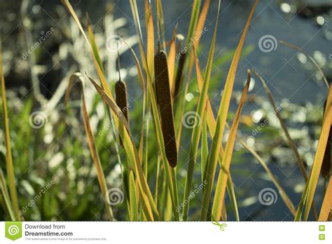 Overgrown Reeds On The Shore Of Lake Stock Image Image Of Bulrush