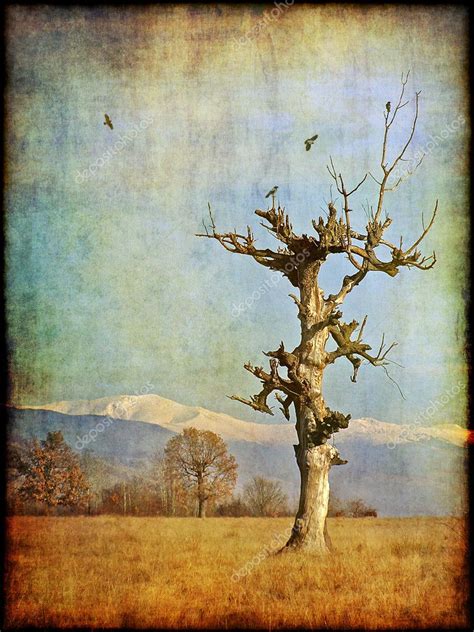 Photography Image Tree Aging Tree Photography — Stock Photo