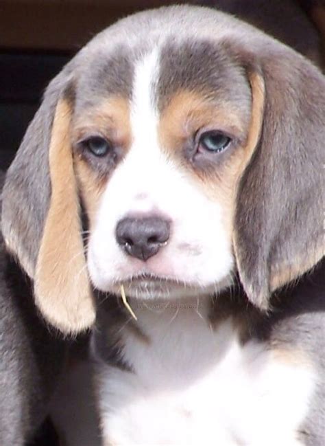 Can Beagles Have Blue Eyes