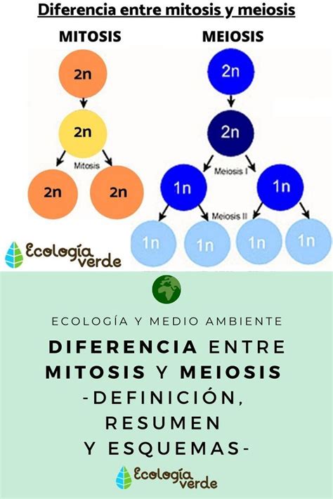 Diferencia Entre Mitosis Y Meiosis Mitosis Y Meiosis Mitosis Biología