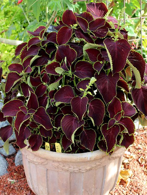 Coleus Chocolate Mint Buy Online At Annies Annuals