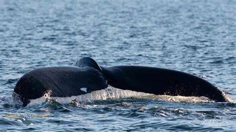 Bcy0057 Humpback Whale Whale British Columbia