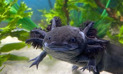 Axolotl Care Guide Axolotl Central