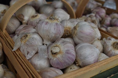 Connecticut Garlic & Harvest Festival | Fresh Garlic