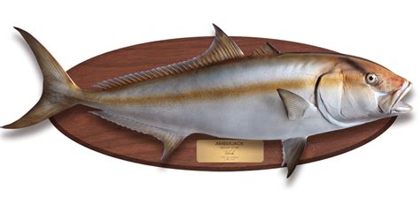 Amberjack Fish Replica Mounted Fish Fish Trophy