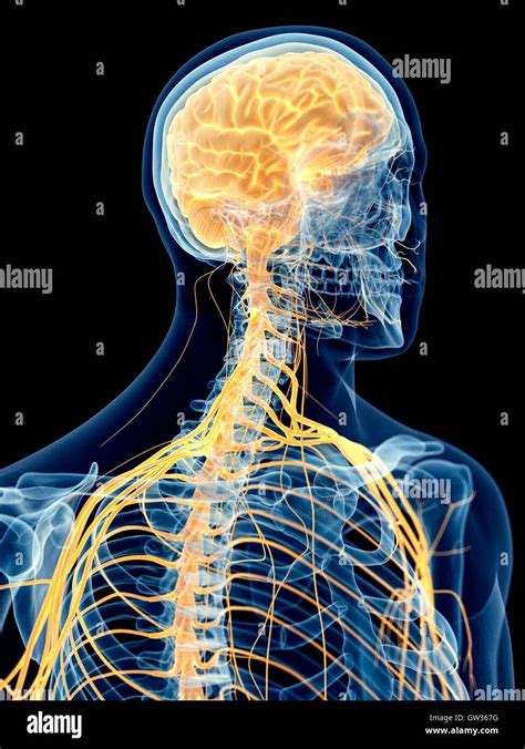 Cervical Spinal Nerves High Resolution Stock Photography And Images Alamy