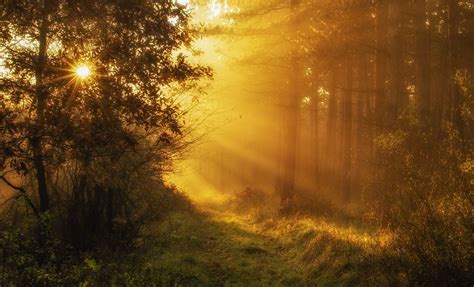 Photo Morning In Forest By Andy 58 On 500px Nature Nature Scenes