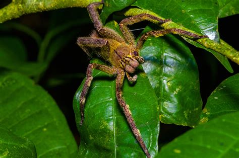 Can You Die From A Brazilian Wandering Spider Bite World S Deadliest