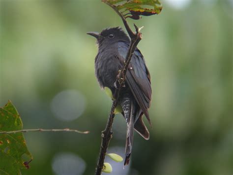 Bentuk burung prit gantil / download suara burung bubut pacar jambul gacor mp3 harga : Bentuk Burung Prit Gantil - Suara Mistis Burung Kedasih ...