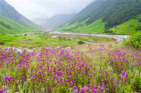All About The Valley Of Flowers Valley Of Flowers Trek