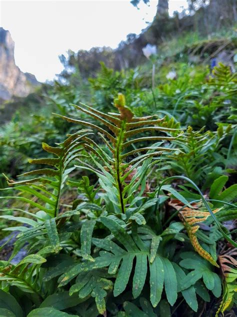 Fern In Forest Beautiful Fern Leaves Green Foliage Natural Floral