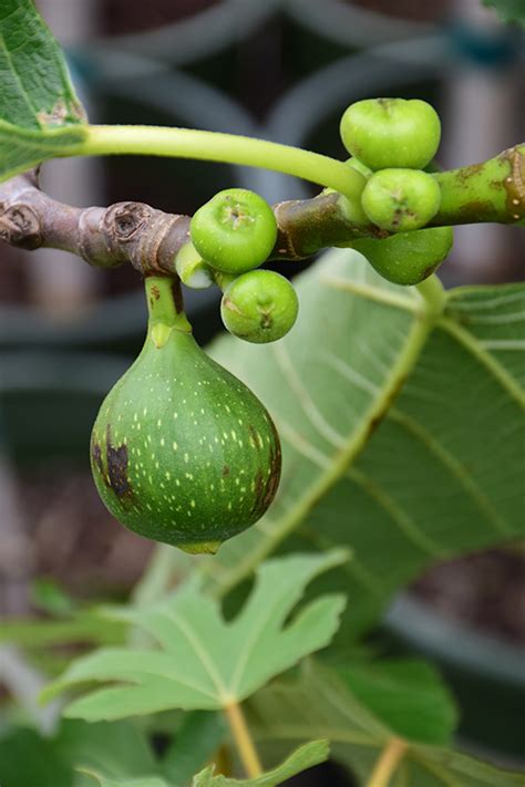 When will my fig tree produce fruit. Kadota Fig (Ficus carica 'Kadota') in Issaquah Seattle ...