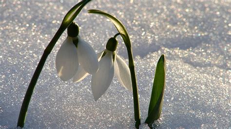 Hd Wallpaper White Snowdrop Flowers Winter Nature Plant Leaf