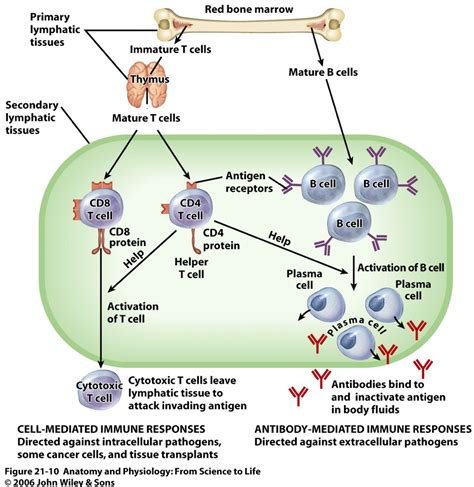 Types Of Immune Response Diagram Quizlet