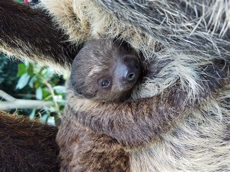 Baby Sloth Coming Winter 2019 Denver Zoo