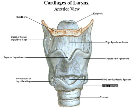 Laryngeal Cartilages Picture 555×456 Anatomy Of The Neck