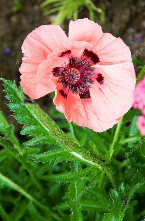 Beautiful Pink Poppy — Stock Photo © Encrier 1059183