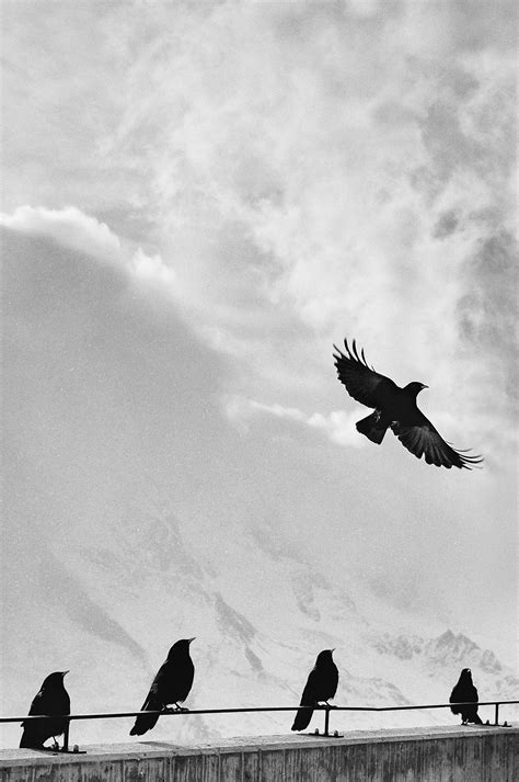 Free Images Silhouette Mountain Wing Black And White Flying Fly