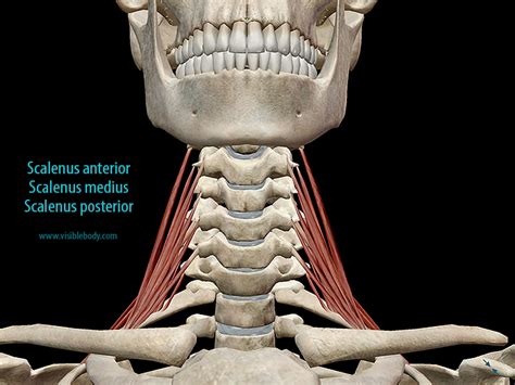 Learn Muscle Anatomy Scalene Muscles