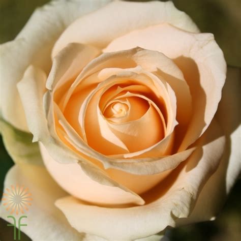 Peach Avalanche Roses L Wholesale Flowers And Diy Wedding Flowers