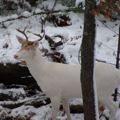 Stunning And Majestic Sight Of Rare ᴀʟʙɪɴᴏ Whitetail Deer Buck Roaming
