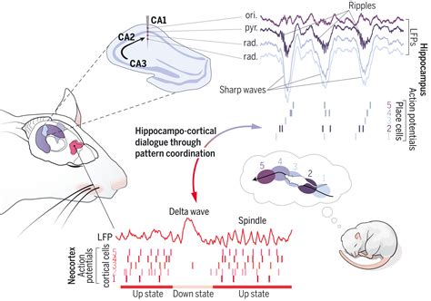 Brain Neural Patterns And The Memory Function Of Sleep Science