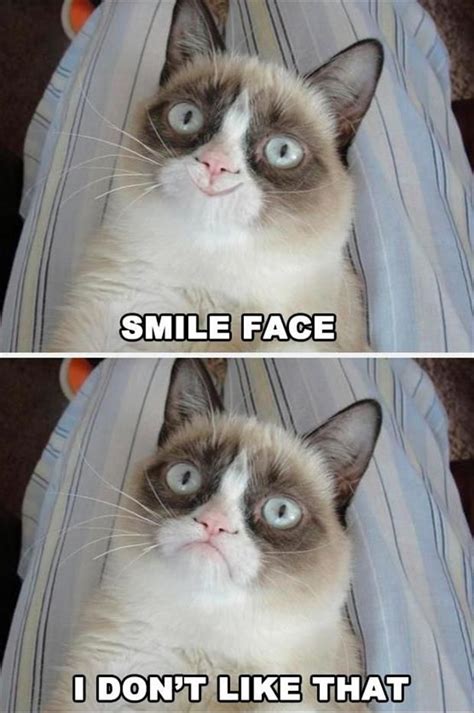 The Best Of Grumpy Cat 70 Pics Funny Grumpy Cat Memes Grumpy Cat