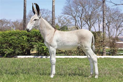 I Think Everyone Should Know About Pega Donkeys Which Are A Gaited