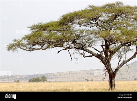 Green Tree In Close Up Against Savannah In Serengeti National Park In