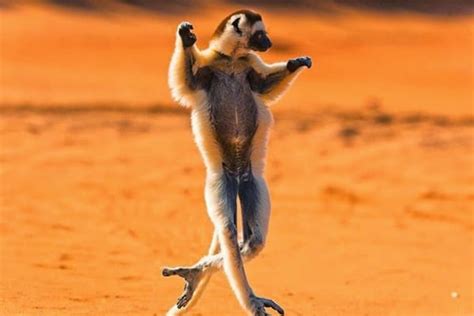 40 All Time Funny Pictures Of Dancing Animals