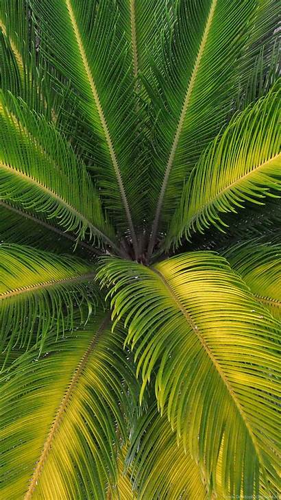 Palm Leaves Nature Wallpapers Desktop Background