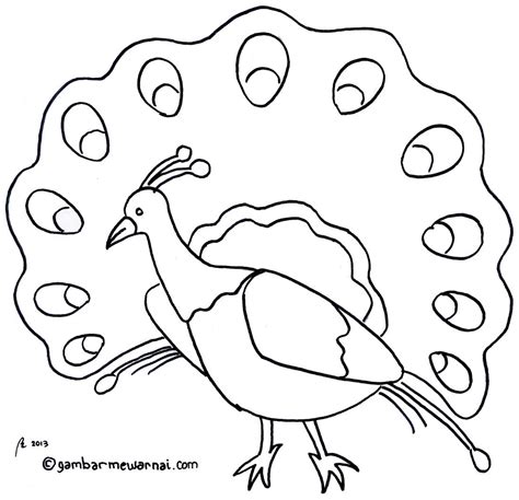Gambar Mewarnai Binatang Sketsa Hewan Sketsa Warna Burung Merak