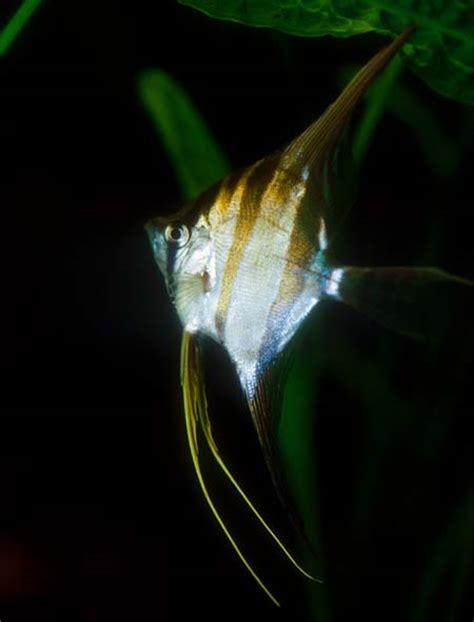 Pterophyllum Altum Altum Angel — Seriously Fish