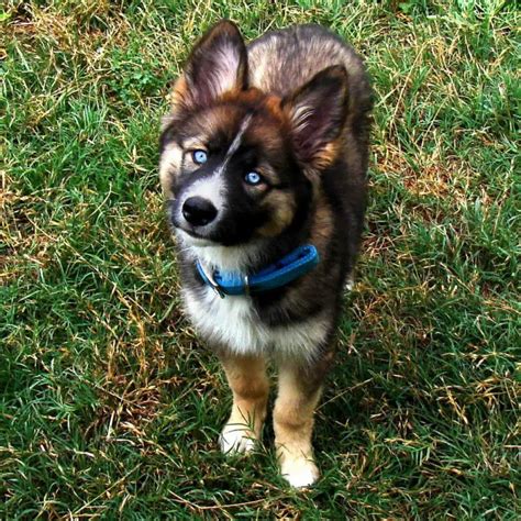 Border Collie Husky Mix Everything You Need To Know Prefurred