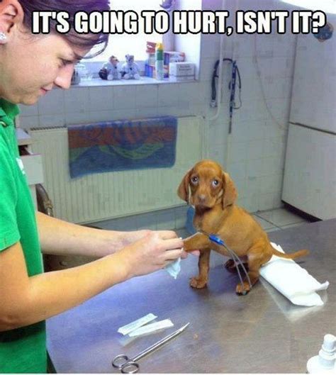 Funny Sick Dog Going Hurt Funny Animals Cute Animals Funny