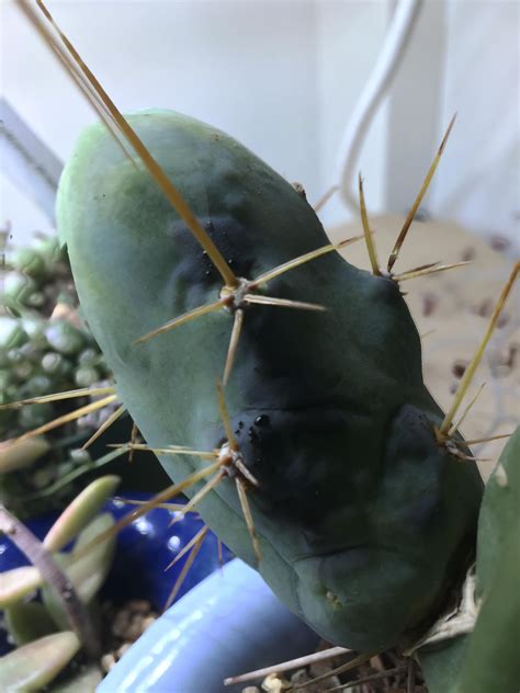 Black Oozing Spots On My Cactus Rcactus