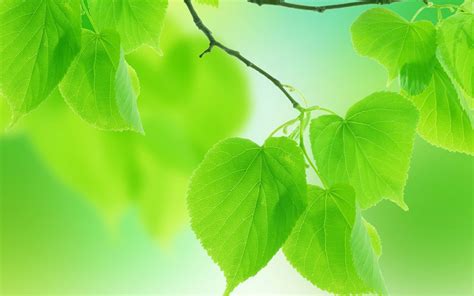 Free Leaf Wallpapers For Computers Maxipx
