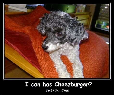 I Can Has Cheezburger By Hohlbrot On Deviantart