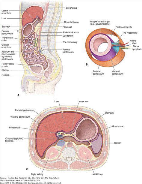 Peritoneal Cavity Human Anatomy And Physiology Anatomy Gross Anatomy