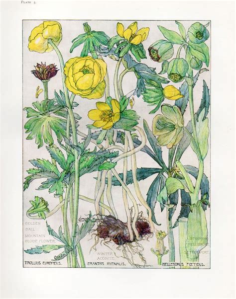 Botanical Print Globe Flower By Isabel Adams British Wild Flowers