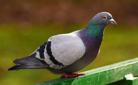 Pigeons In A Dream Meaning And Symbolism Dream Glossary