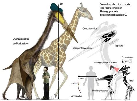 Animals Prehistoric Giraffe