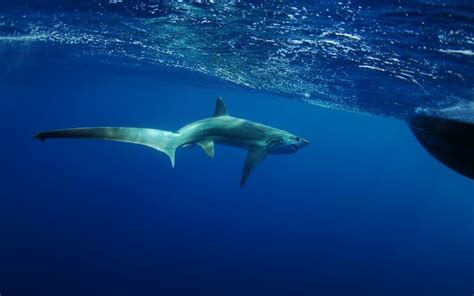 10 Thresher Shark Facts Fact Animal
