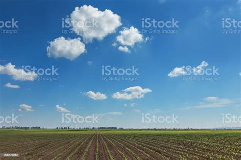 Green Field With Young Corn Rows Green Corn Field Stock Photo