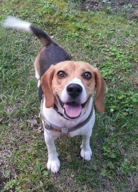 Beagle Smile Cute Beagles Cute Puppies Dogs And Puppies Doggies