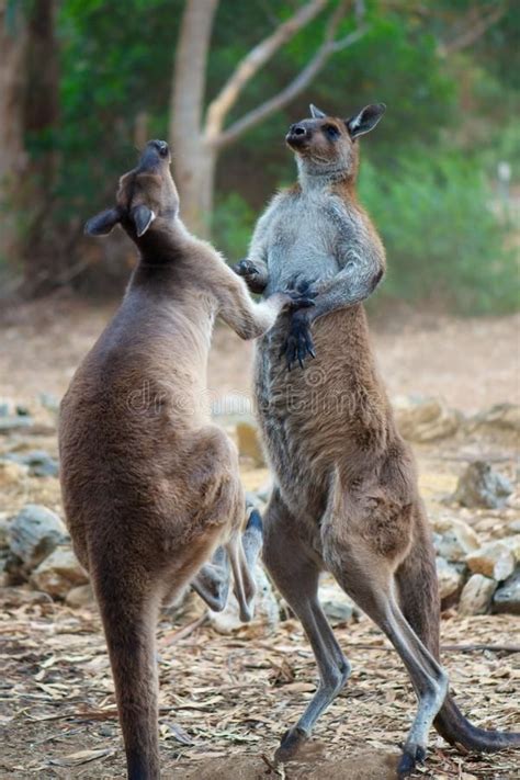 Kangaroo Fight Two Aggressive Tall Male Kangaroos In The Middle Of A