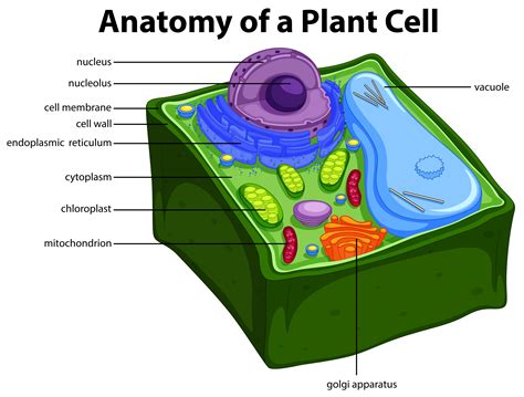 Printout label the animal cell diagram using the glossary of animal cell terms. Diagram showing anatomy of plant cell 419163 Vector Art at ...
