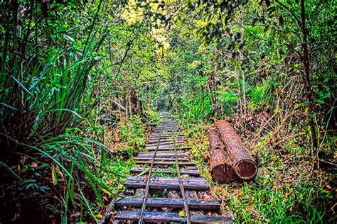 Daily Photo - Jungle Railway - Richard Davis Photography