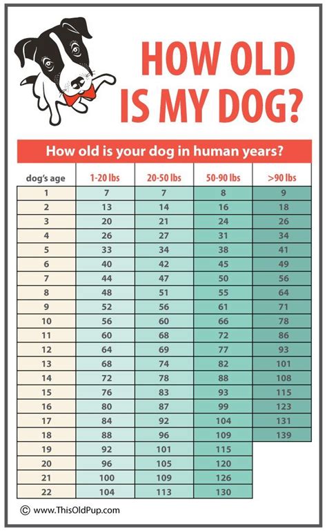 How Old Is My Dog In Human Years Dog Age Chart Dog Care Tips Pet
